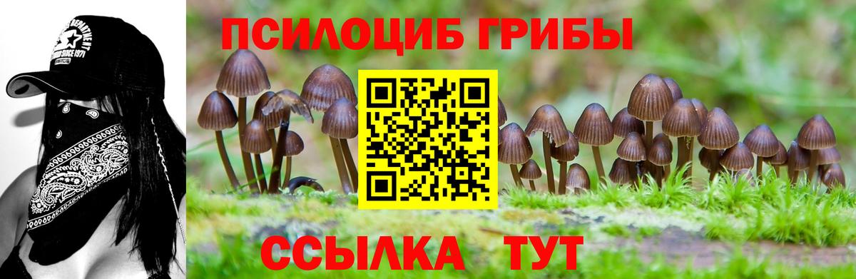 Псилоцибиновые грибы мицелий  Вход с VPN  Галлюциногенные грибы Psilocybe  дарнет шоп  Избербаш 